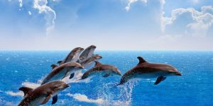 Dolphin Watching Algarve Boat Tour