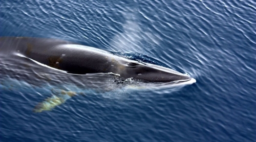 Dolphin Watching Algarve Boat Tour