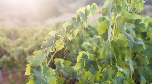 Setubal Wine Tour